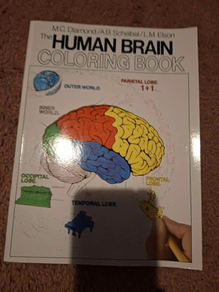 Photo of free Human Brain Colour Book (Brentford Gate TW8) #2