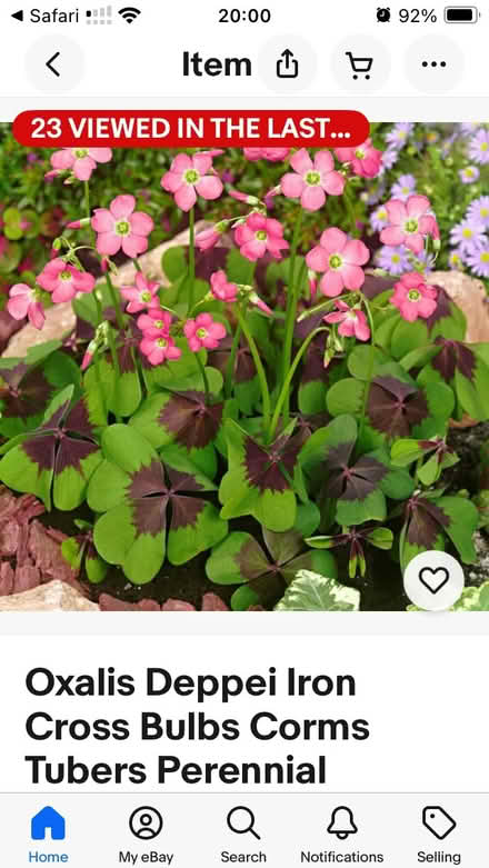 Photo of free Bulbs oxalis iron cross (Loughton IG10) #1