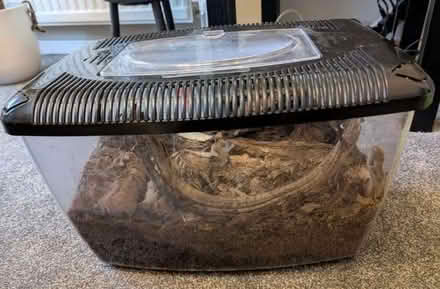 Photo of free Isopods for pets or reptile food (The Highlands TN39) #1