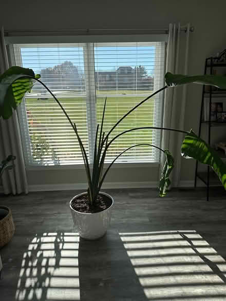 Photo of free Plant- White Bird of Paradise (Williamsport, MD) #3
