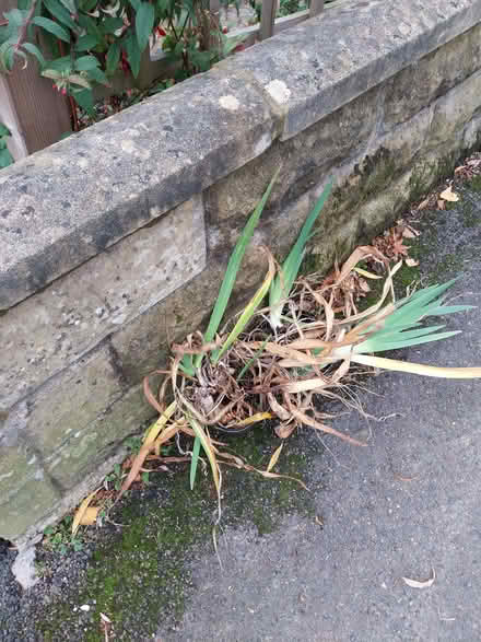 Photo of free Iris Rhizomes (Fairfield Park) #1