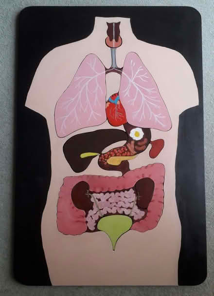 Photo of free Teaching Aid for body parts; biology. (World's End RH15) #3