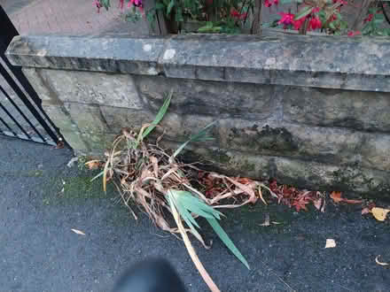 Photo of free Iris Rhizomes (Fairfield Park) #2