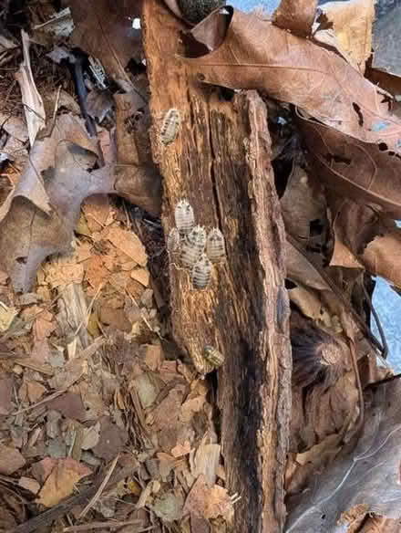 Photo of free Isopods for pets or reptile food (The Highlands TN39) #4