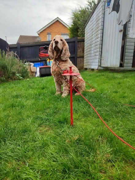 Photo of free Dog Tie-Out Stake (Culverhouse Cross CF5) #2