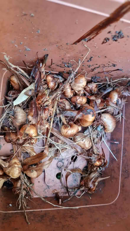 Photo of free Crocosmia bulbs. (Stone Cross BN23) #1