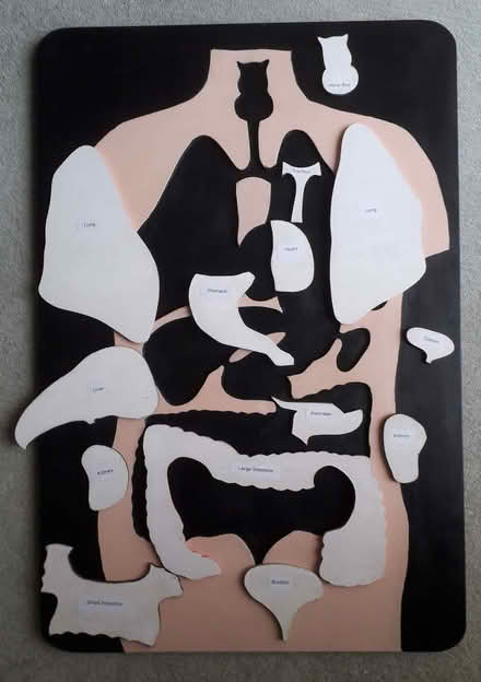 Photo of free Teaching Aid for body parts; biology. (World's End RH15) #1