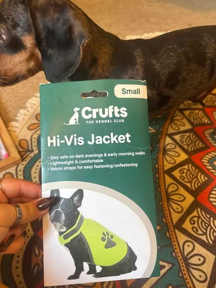 Photo of free Dog high viz (Merrow GU4) #1