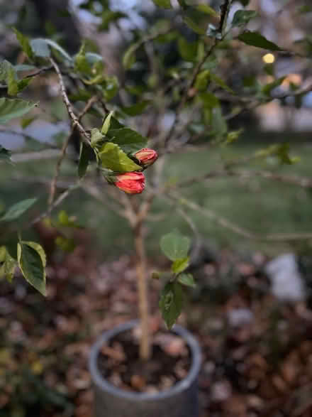 Photo of free Hibiscus tree w coral flowers (Kings park west) #1