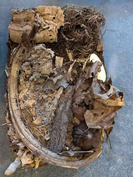 Photo of free Isopods for pets or reptile food (The Highlands TN39) #3