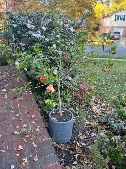 Photo of free Hibiscus tree w coral flowers (Kings park west) #3