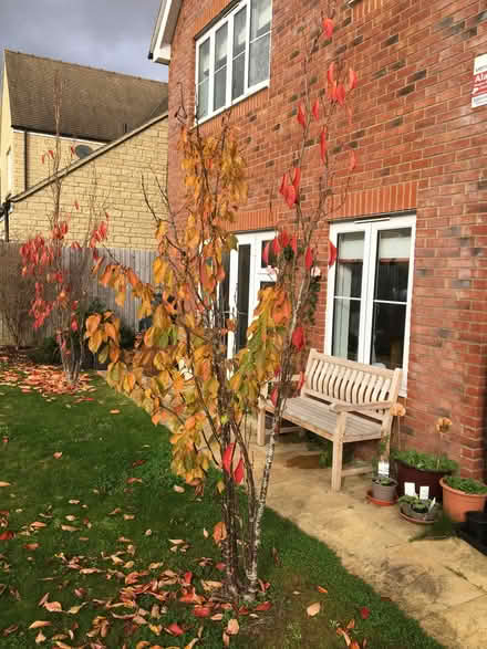 Photo of free Two cherry trees prunus amanogawa (West Oxfordshire OX29) #1