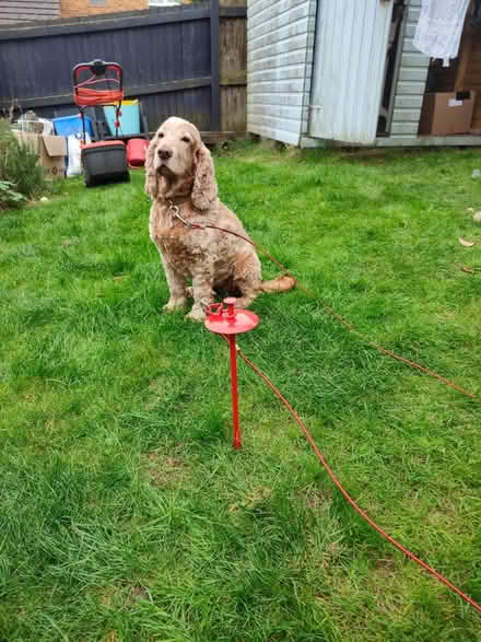 Photo of free Dog Tie-Out Stake (Culverhouse Cross CF5) #3