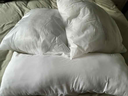 Photo of free Polyester cushions (Toppesfield CO9) #1