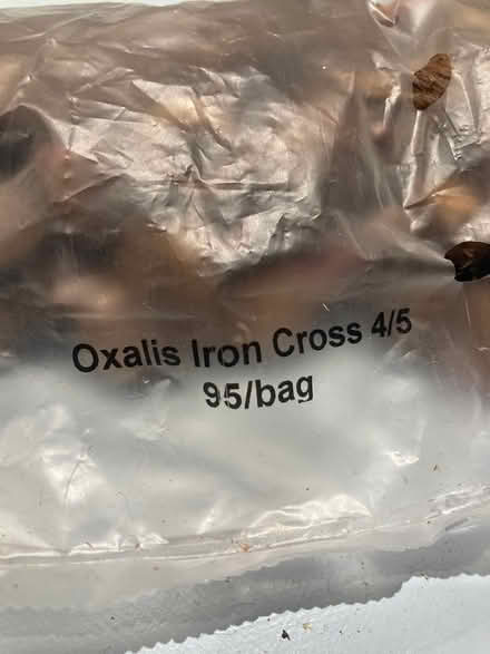Photo of free Bulbs oxalis iron cross (Loughton IG10) #2