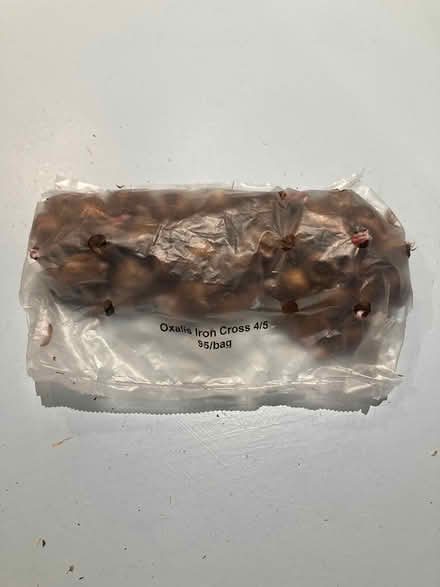 Photo of free Bulbs oxalis iron cross (Loughton IG10) #3