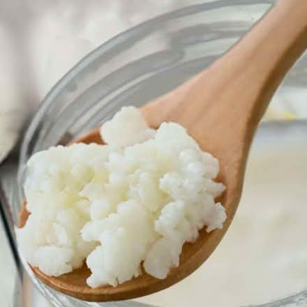 Photo of free Kefir Grains* (Huntley GL19) #1