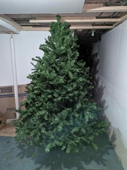 Photo of free Christmas Tree (Aurora) #1