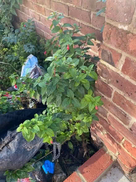 Photo of free Fuchsia and Hydrangea Bushes (CT11) #1