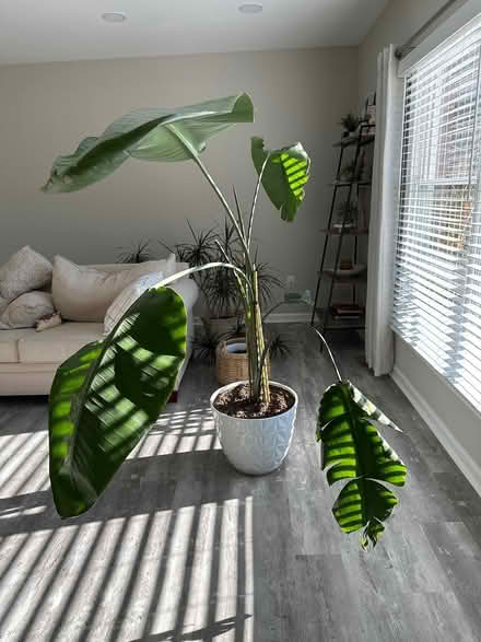 Photo of free Plant- White Bird of Paradise (Williamsport, MD) #1