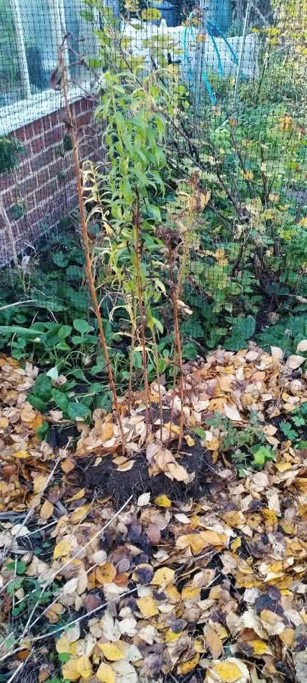 Photo of free Clump of Goldenrod (Solidago) (Kennington OX1) #1