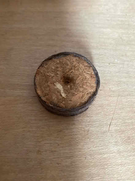 Photo of free Coir Seed Propagation Pellets (Wanstead E11) #2