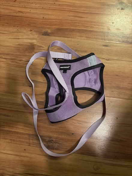Photo of free xxl cat harness with leash (Naperville) #1