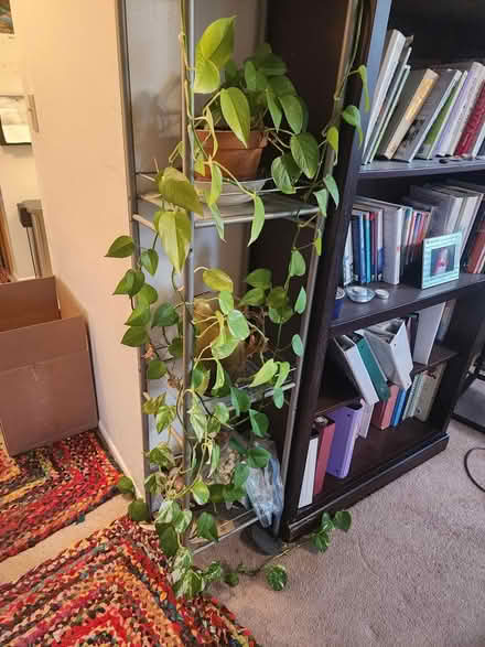 Photo of free houseplants (W. Gurley/San Carlos) #1