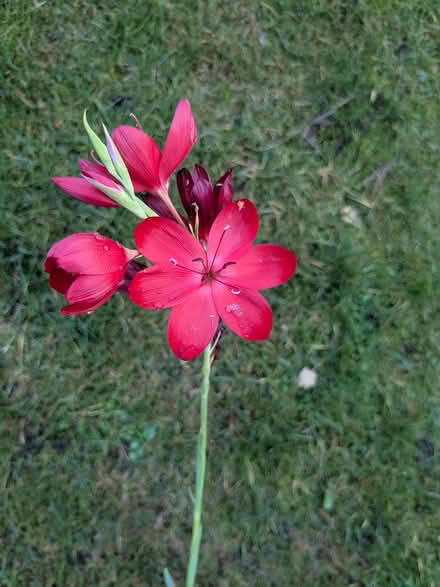 Photo of free Autumn flowering garden plants (Edinburgh EH7) #2