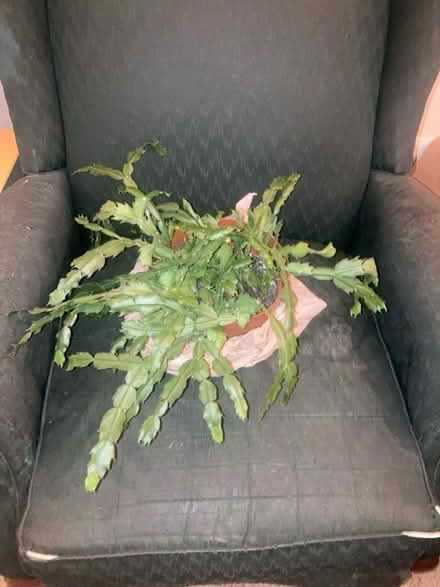 Photo of free Christmas Cactus (Ypsilanti Township) #1