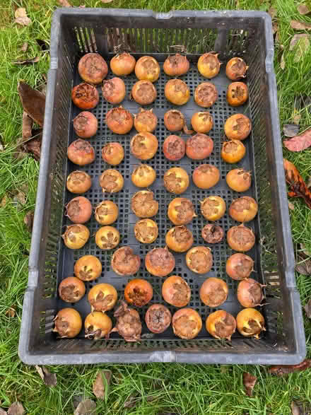 Photo of free Medlars (unusual fruit) (Craigie DD4) #2