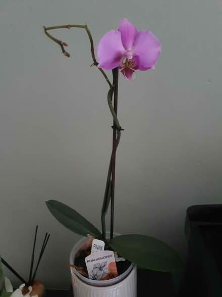 Photo of free 2 pink orchid plants (Aldershot GU12) #1