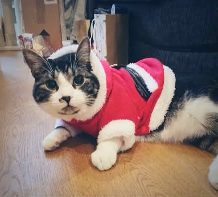 Photo of free Cat santa outfit (Tanner St, SE1) #2