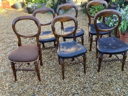 Photo of free 6 small balloon back chairs (sidlesham) #1
