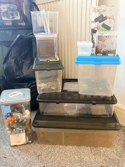 Photo of free Bug/Reptile Boxes (TW13) #1