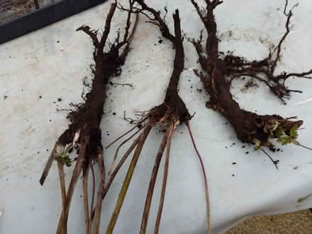 Photo of free Three Japanese Anemones (Glyne Gap TN40) #1