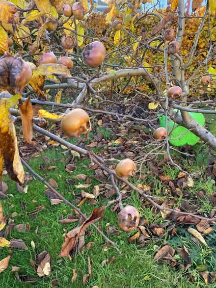 Photo of free Medlars (unusual fruit) (Craigie DD4) #1