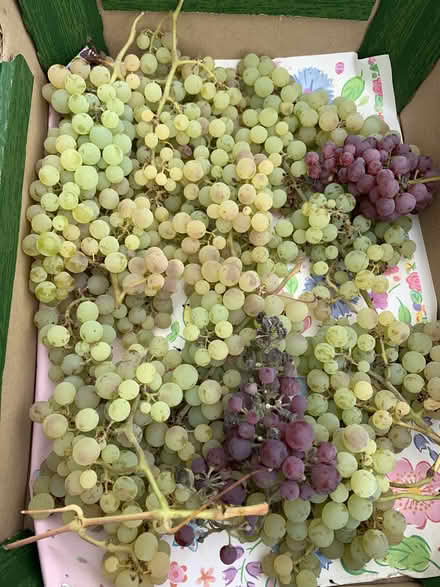 Photo of free bunches of grapes, (Willington MK44) #1