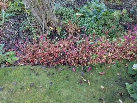 Photo of free Autumn flowering garden plants (Edinburgh EH7) #4