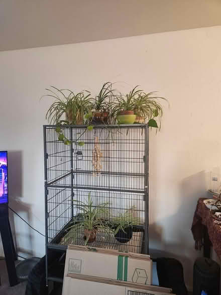 Photo of free houseplants (W. Gurley/San Carlos) #2