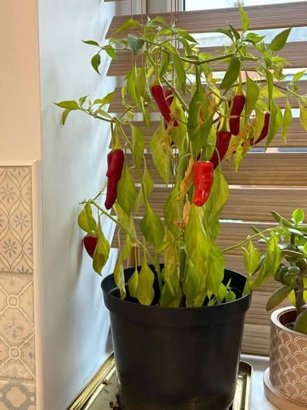 Photo of free Plants (chilli and a normal houseplant) (Walkley S6) #1