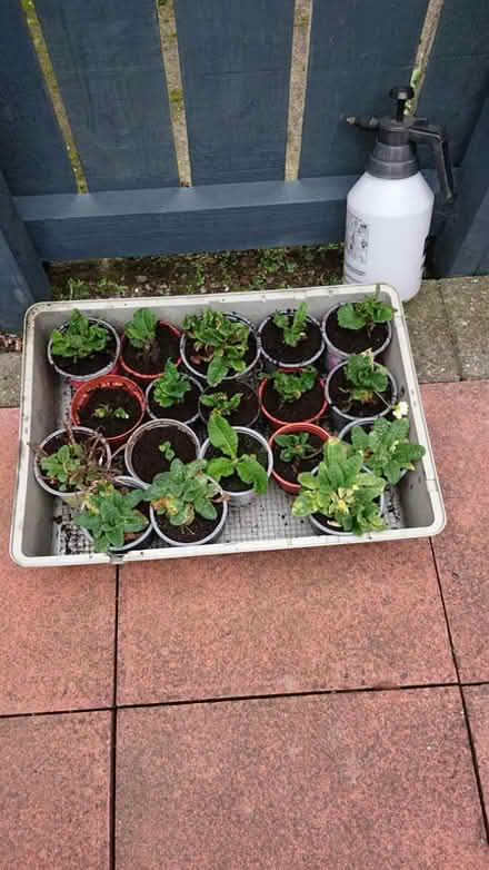 Photo of free 18 primula's plants (Gilesgate DH1) #1
