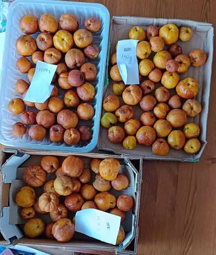 Photo of free Japonica Quinces (Ruislip UB10) #1