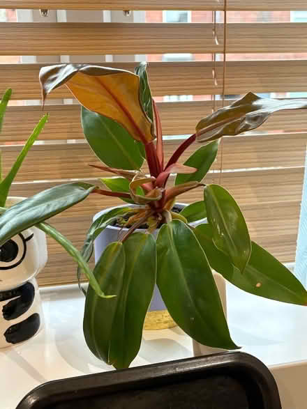Photo of free Plants (chilli and a normal houseplant) (Walkley S6) #2