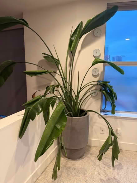 Photo of free Bird of Paradise Plant and Planter (soma) #1