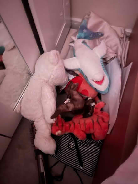 Photo of free Bag of children soft toys, books and other toys (Tidbury Green B90) #1