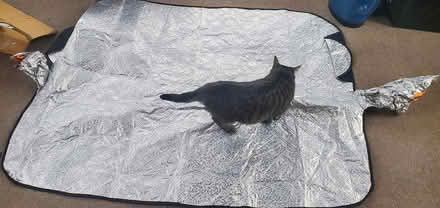 Photo of free Windshield cover (Springfield - Scenic Hills) #1