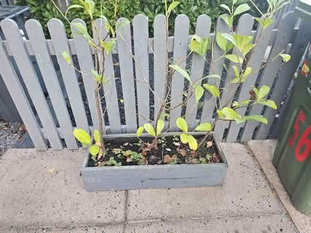 Photo of free Planter (Malvern Link WR14) #1