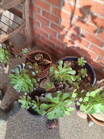 Photo of free Aeoneum cuttings. (Clayton-le-Woods PR5) #1