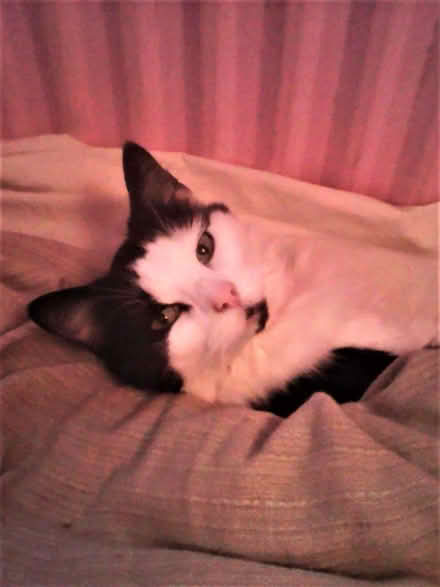 Photo of free Cat food (Carlton Hill BN2) #1